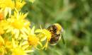 Another_Bee.jpg