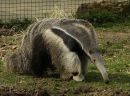 Ant_Eater.jpg