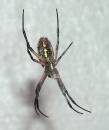 Arachnid.jpg