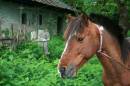 Arash_20080418_0061.JPG