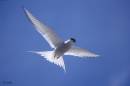 Arctic_Tern_in_flight.jpg