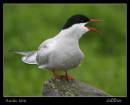 Arctic_tern_a.jpg
