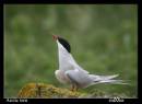 Arctic_tern_copy.jpg
