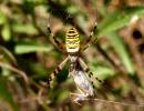 Argiope_bruenneckii_l_Andena.jpg