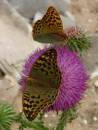 Argynnis_paphia_female_on_Carduus_nutans.jpg