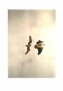 Australian_Osprey_attacking_White-breasted_Eagle.jpg