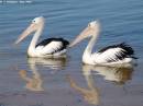 Australian_Pelican-02.JPG