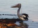 Australian_Pelican-07.jpg