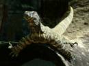 Australian_goanna.JPG