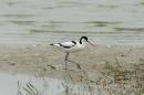 Avocet_4326.jpg