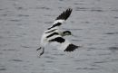 Avocet_Recurvirostra_20-5-2019.jpg