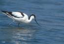 Avocet_feeding.jpg