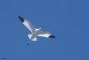 Avocet_in_flight_2.jpg