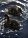 Awwww_Ducklings_by_Widget.jpg
