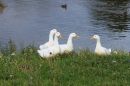 Aylesbury_Ducks.jpg