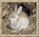 BABY_RABBIT.jpg