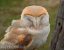 BARN_OWL_1.jpg