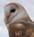 BARN_OWL_5.jpg