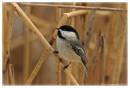 BCChickadee1-3845.jpg
