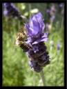 BEE_ON_LAVENDER_HEAD.jpg