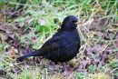 BLACKBIRD6.jpg