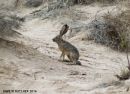 BLACKTAILED_JACKRABBIT_0001_WM_resized.jpg