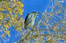 BLACK_CROWN_NIGHT_HERON_2017_WM_RS_0001.jpg