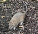 BROWN_RAT_1.jpg