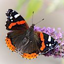 BUTTERFLY-1.jpg
