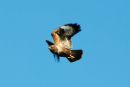BUZZARD2.jpg