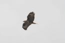 BUZZARD_11.jpg