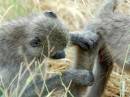Baboon_11.JPG