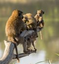 Baboons-1091164.JPG