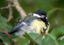 Baby-Great-Tit023-copy.jpg