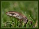Baby_Alligator_Lizard.jpg