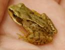 Baby_frog.jpg