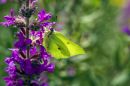 Backlit_Brimstone.jpg