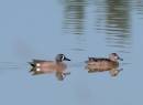 Backyard_walk_03281.jpg