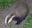 Badger_After_Dark_Visitor.jpg