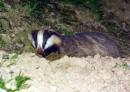 Badger_copy.jpg
