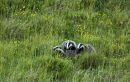 Badgers-1.jpg