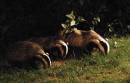 Badgers_Mum_and_cubs.jpg