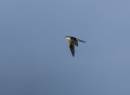Bahama_Swallow_on_the_go_2_ALP_Apr08.jpg