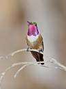 Bahama_Woodstar_Hummer2_0852.jpg
