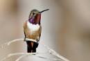 Bahama_Woodstar_Hummer2_0862.jpg