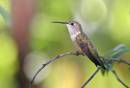 Bahama_Woodstar_Hummer2_2072.jpg