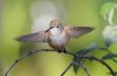 Bahama_Woodstar_Hummer2_2863.jpg