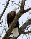 Bald_Eagle.jpg
