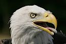 Bald_Eagle_.JPG