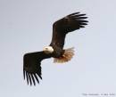 Bald_Eagle_Flying_1_2.jpg